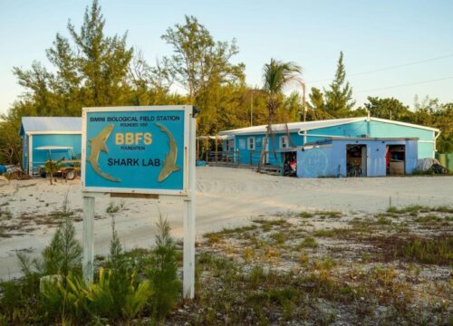 Bimini golf cart rental rates
